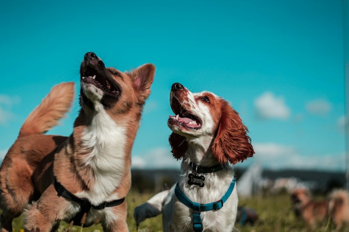 Dois cães brincando ao ar livre em um parque gramado