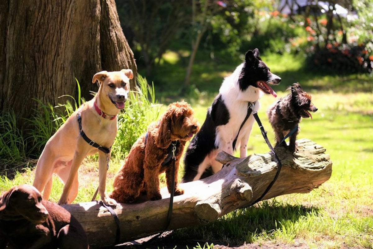 Quatro cães de guia descansando sobre um tronco em um parque