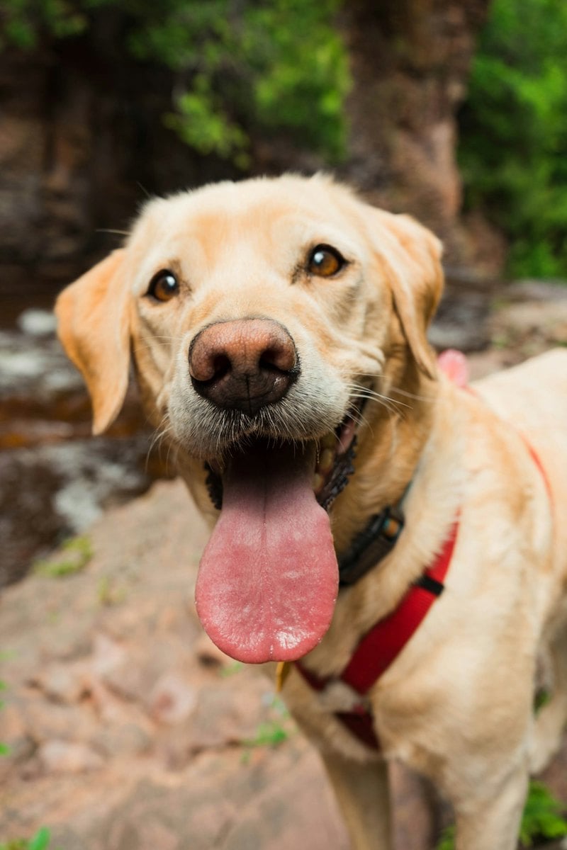 Cachorro correndo feliz em gramado durante brincadeira ao ar livre
