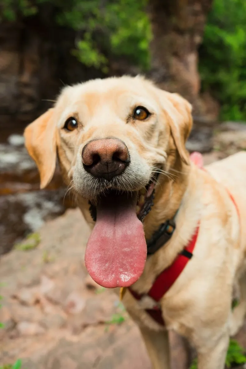Cachorro correndo feliz em gramado durante brincadeira ao ar livre