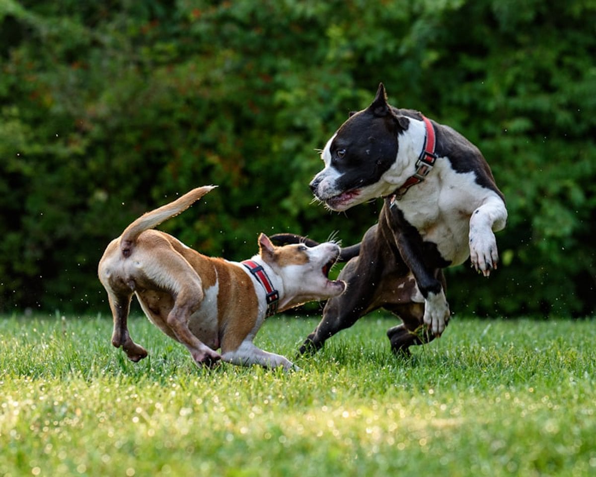 Diversidade de raças caninas e felinas ao redor do mundo