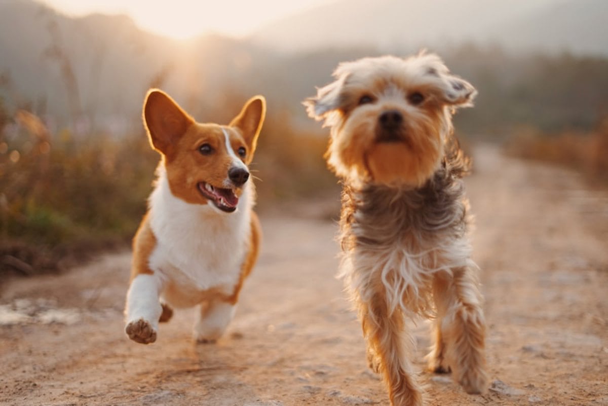 Dois cães correndo em um campo aberto ao pôr do sol