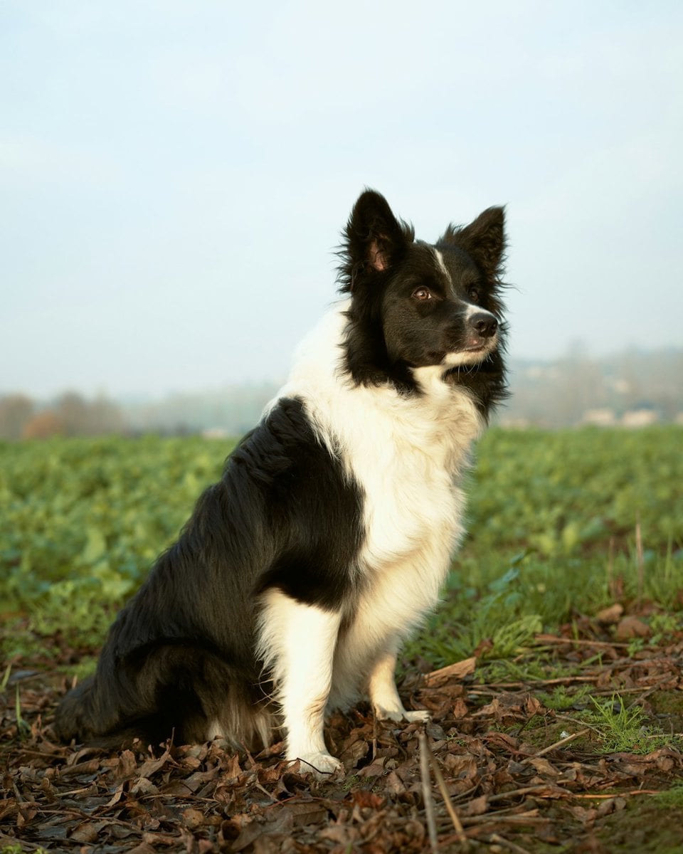 Border Collie preto e branco correndo em campo aberto de grama verde