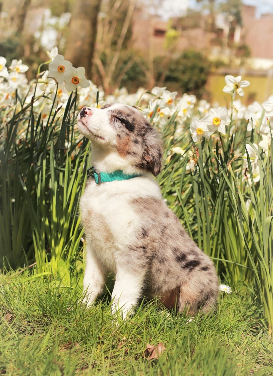 Border Collie sentado em campo florido, atento e alerta