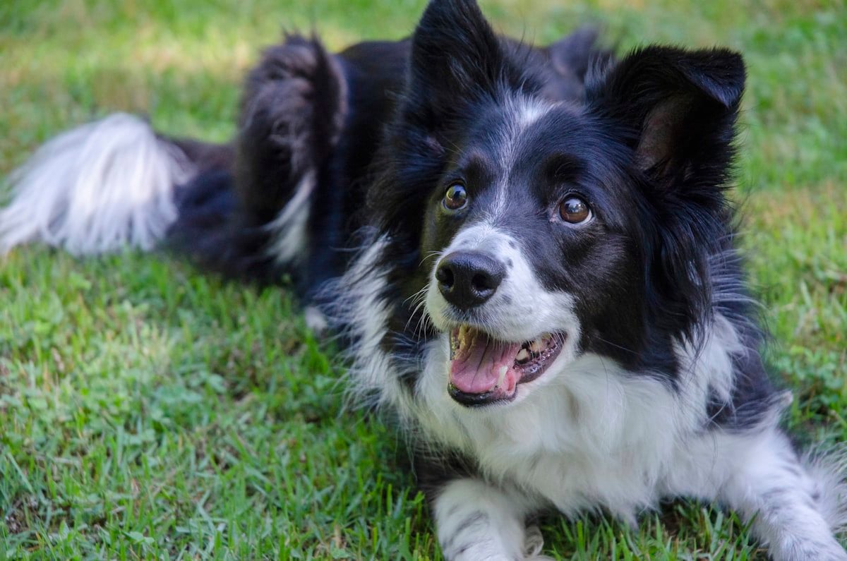 Border Collie preto e branco deitado tranquilamente na grama