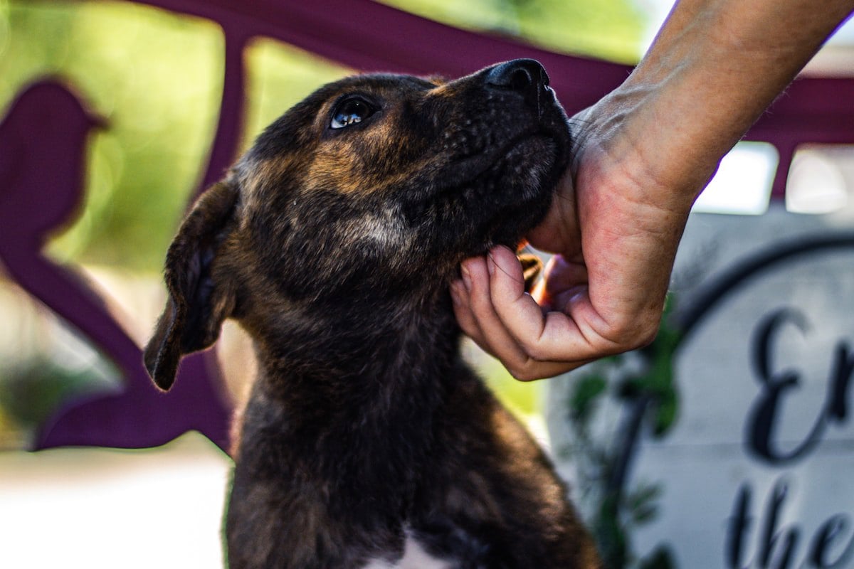 Cão resgatado em situação de abrigo, aguardando um novo lar