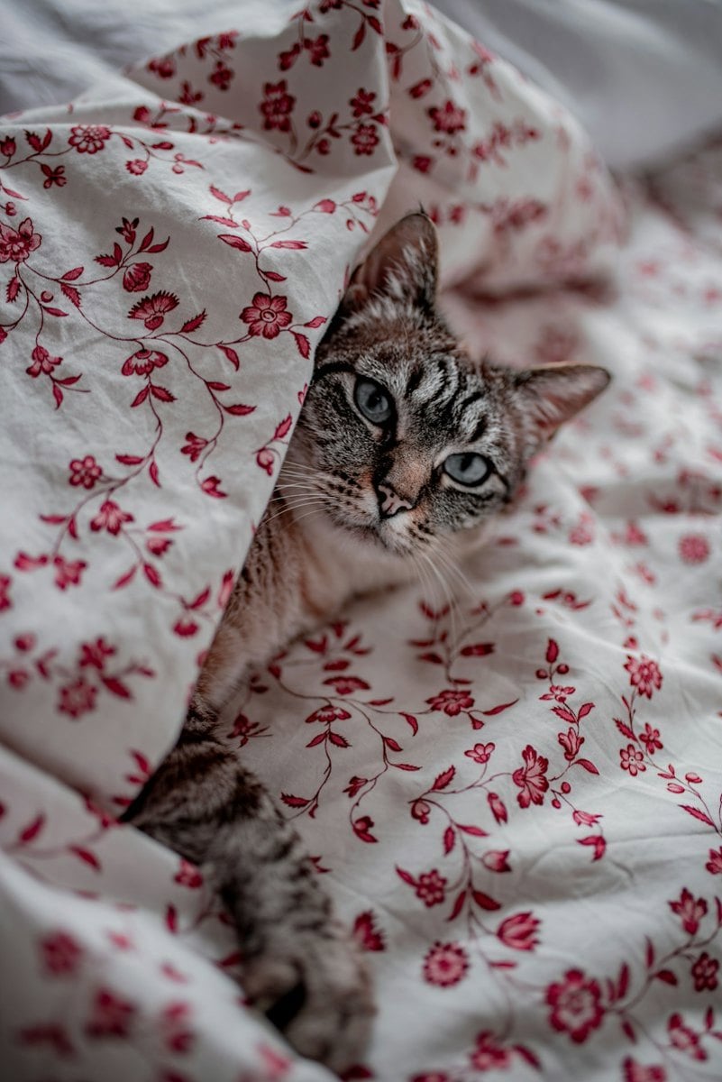 Gato escondido embaixo de um cobertor sobre a cama, sinal de estresse