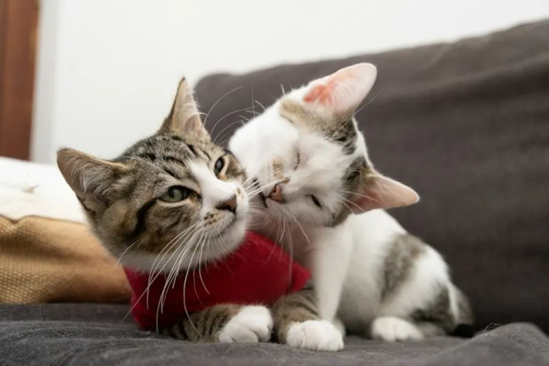 Dois filhotes de gato brincando juntos no sofá