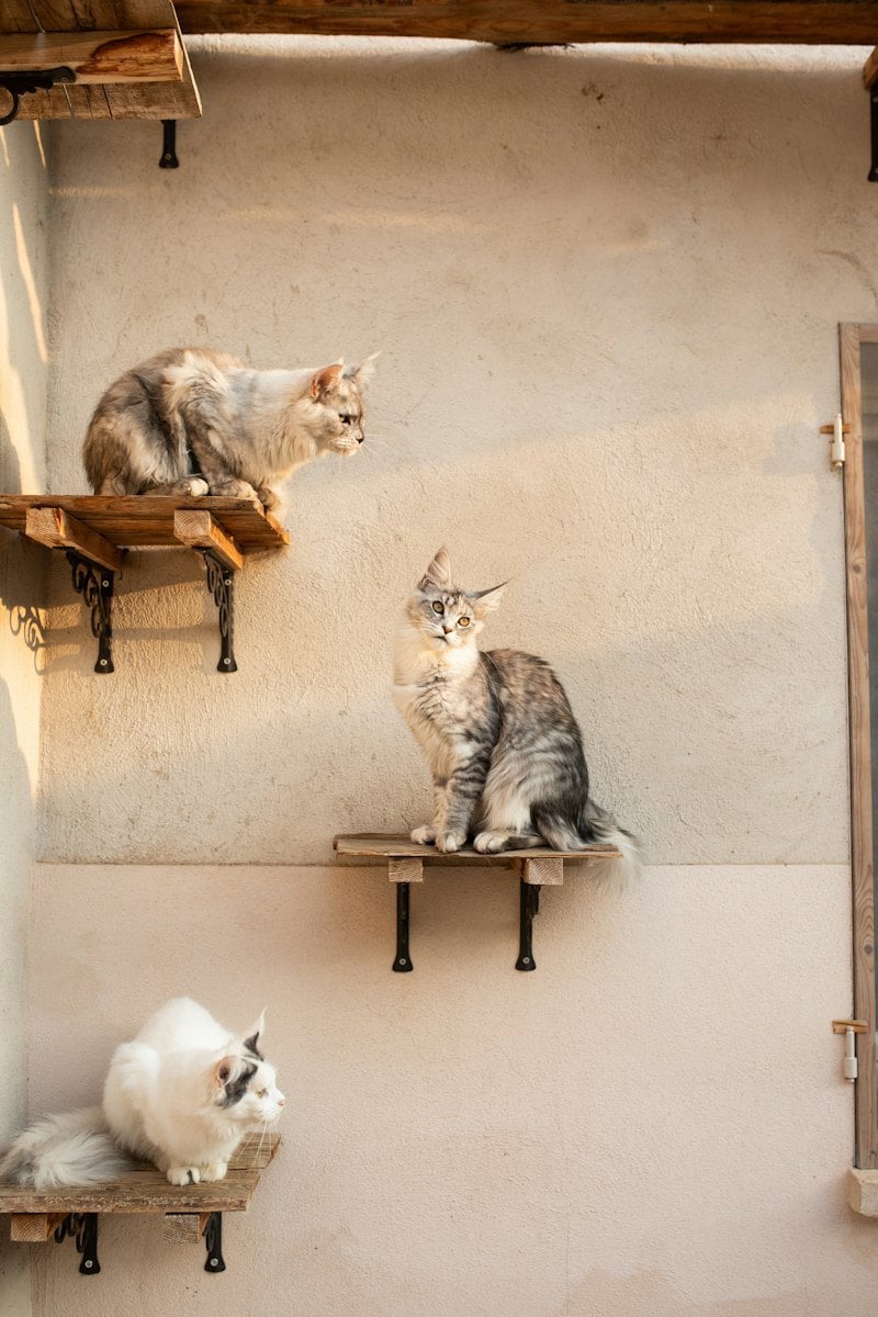 Dois gatos sentados no alto de uma prateleira de madeira