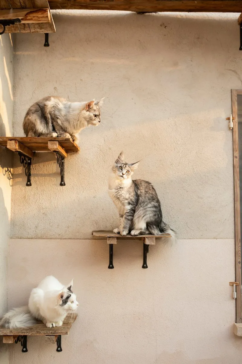 Dois gatos sentados no alto de uma prateleira de madeira