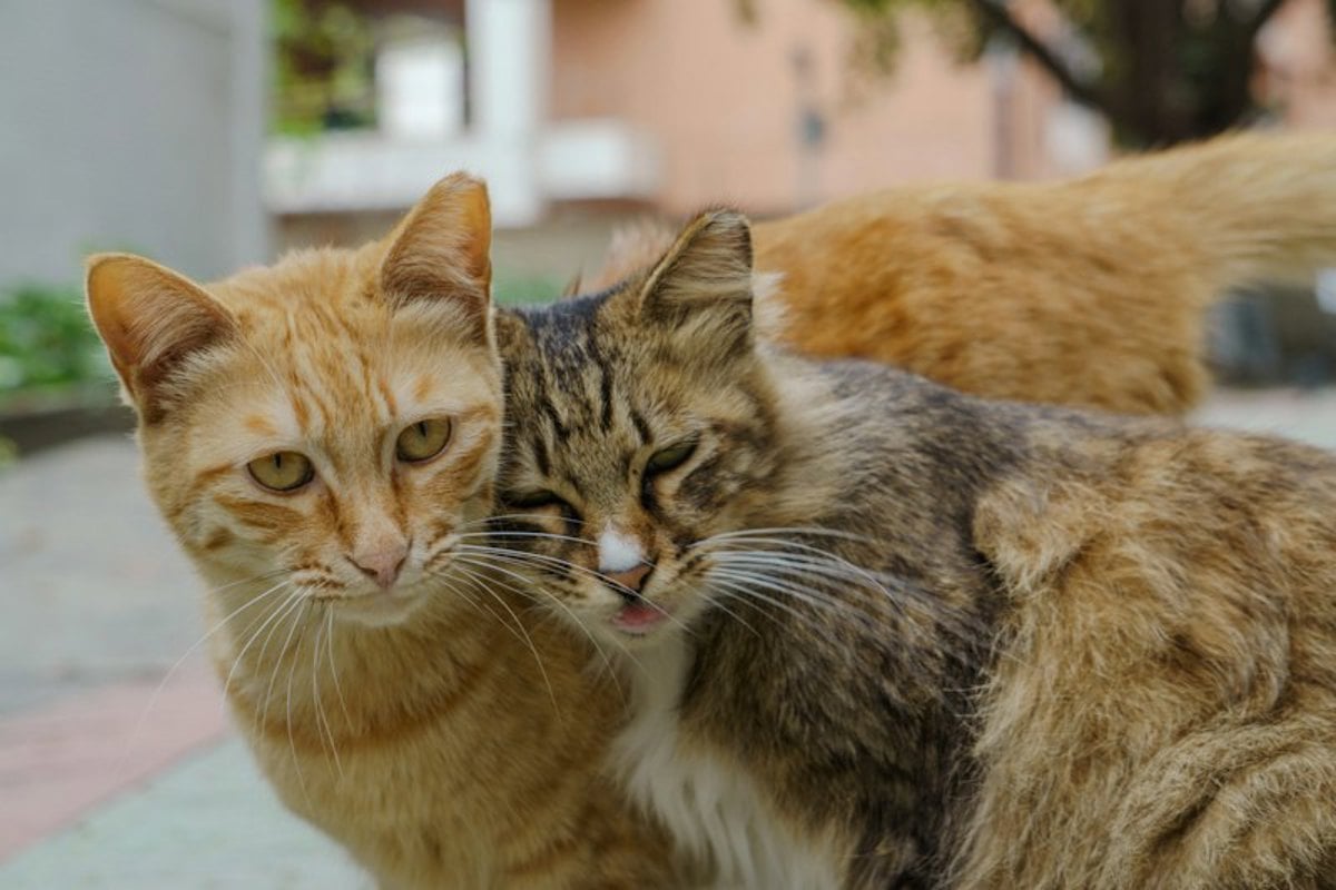 Dois gatos deitados próximos, aparentemente relaxados um com o outro