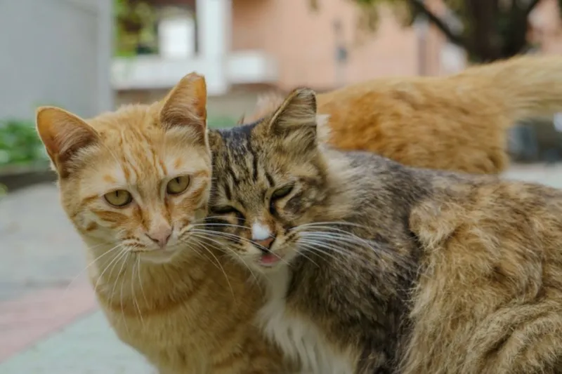 Dois gatos deitados próximos, aparentemente relaxados um com o outro