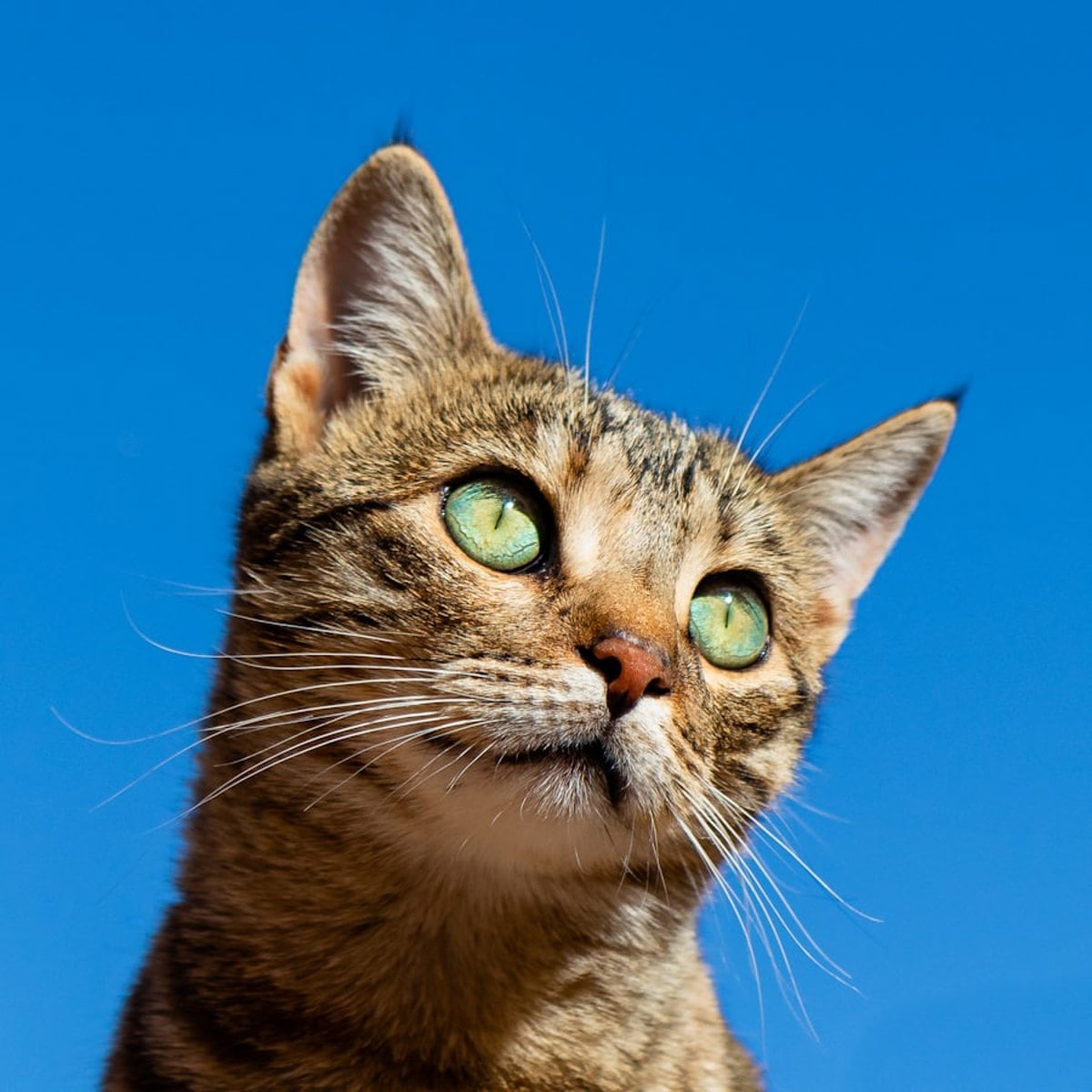Gato dentro de caixa de areia limpa e espacosa em ambiente domestico