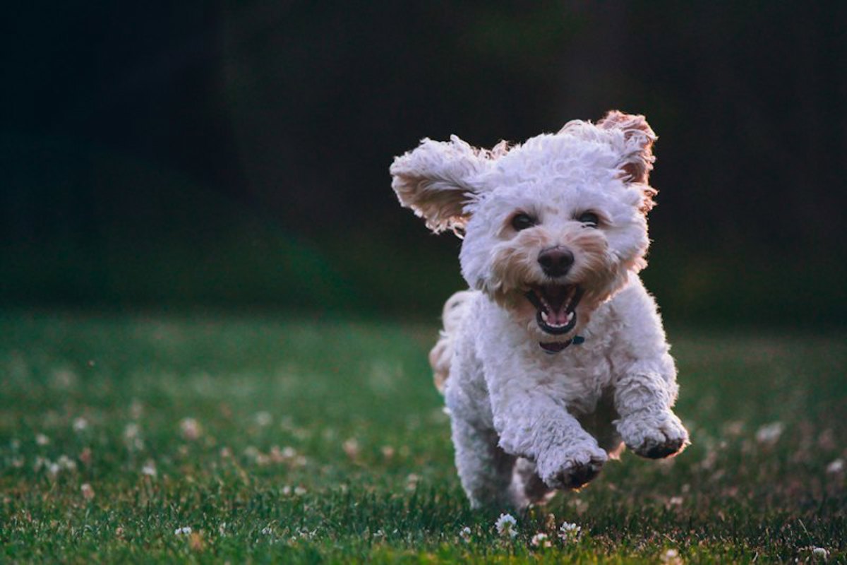 Cachorro pequeno de pelo branco correndo feliz na grama