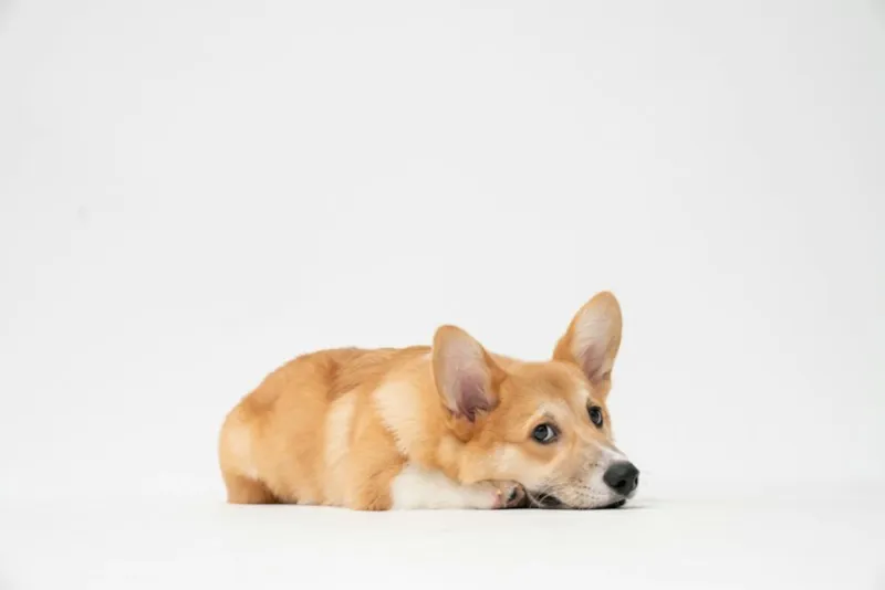 Mão oferecendo pedaço de banana a um buldogue francês de roupinha