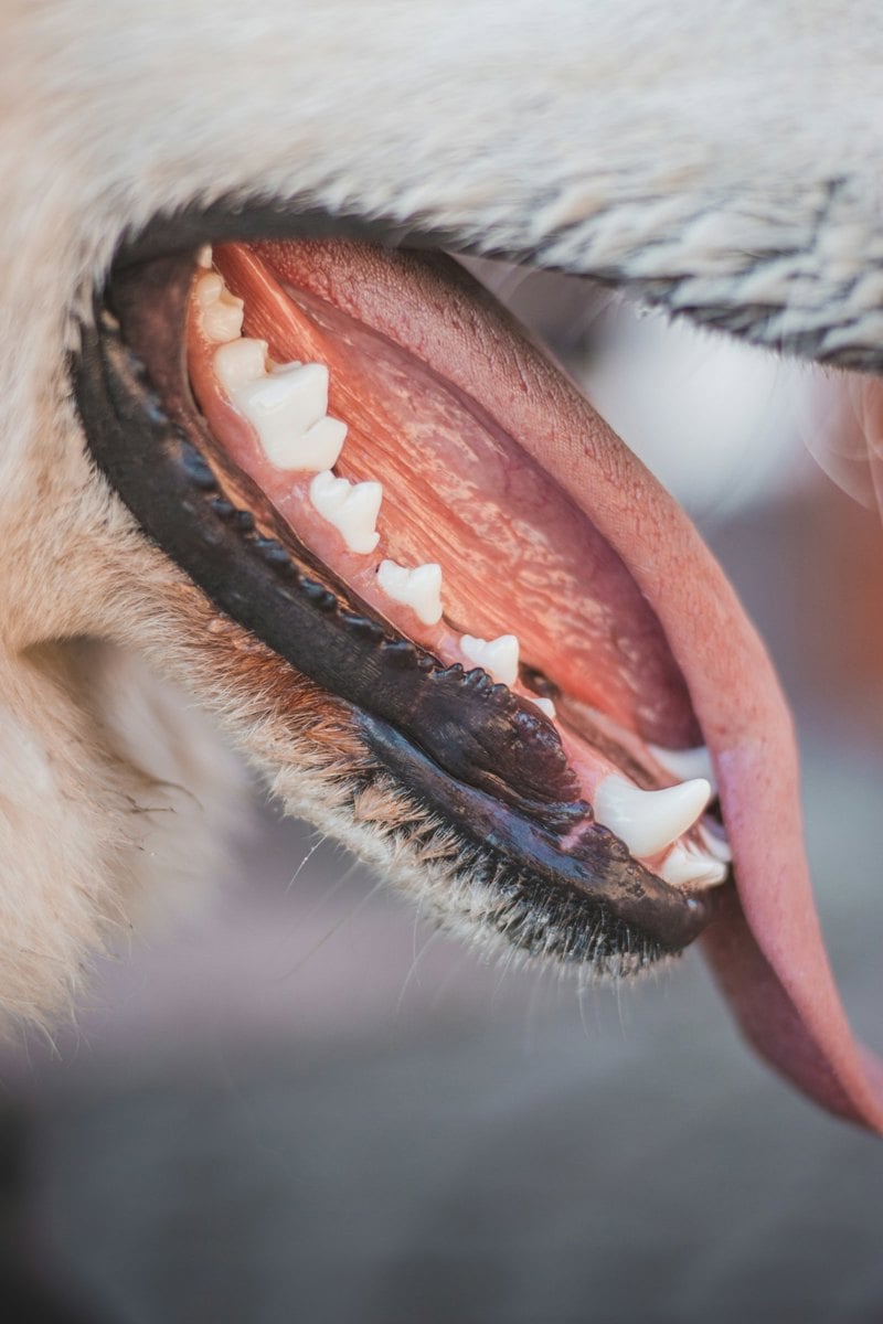 Close-up da boca de um cão mostrando os dentes e a gengiva