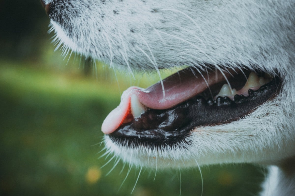 Cão com a boca aberta mostrando dentes e gengiva de perto