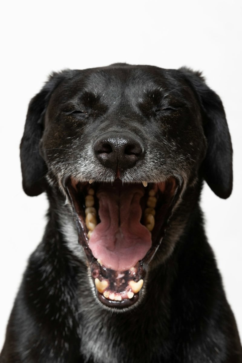 Cão com a boca aberta durante avaliação da saúde bucal