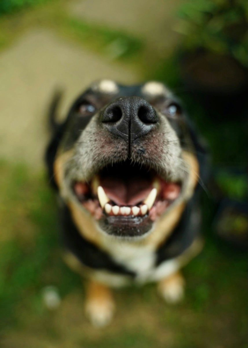 Cão com a boca aberta em ambiente de avaliação veterinária