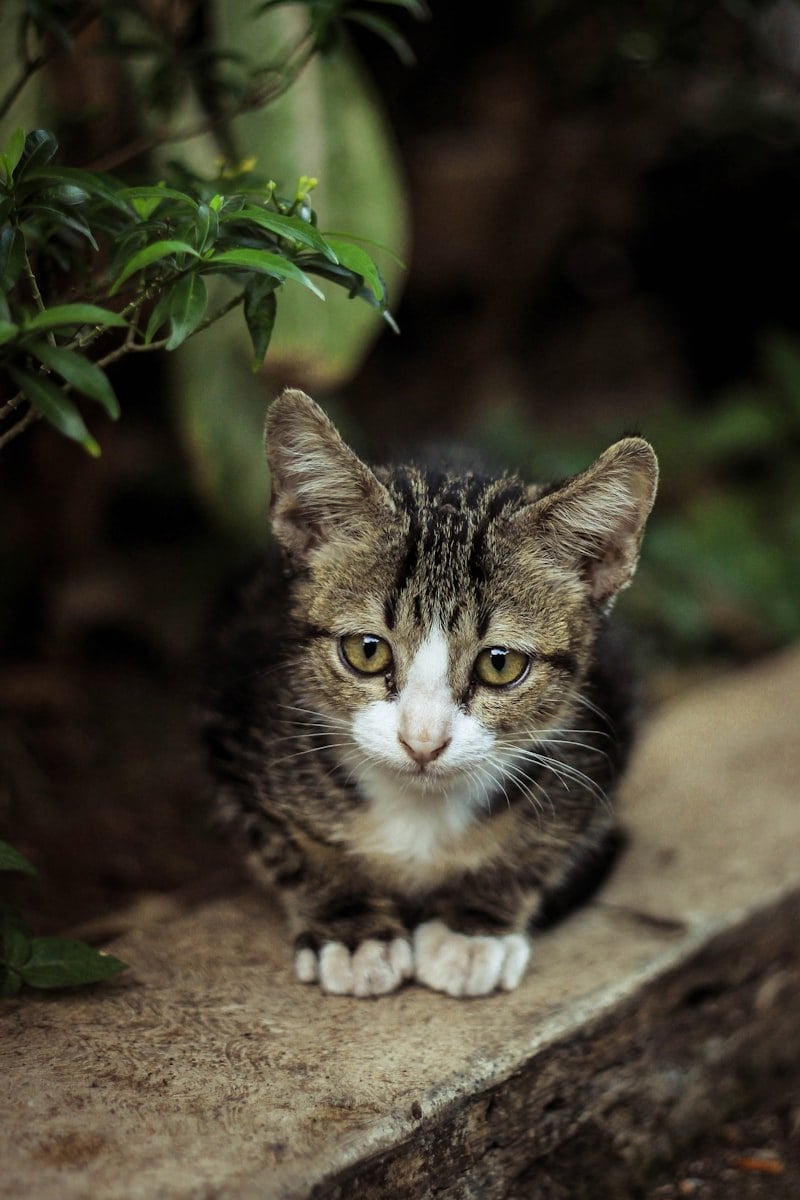 Gatinho resgatado dormindo no colo de voluntária