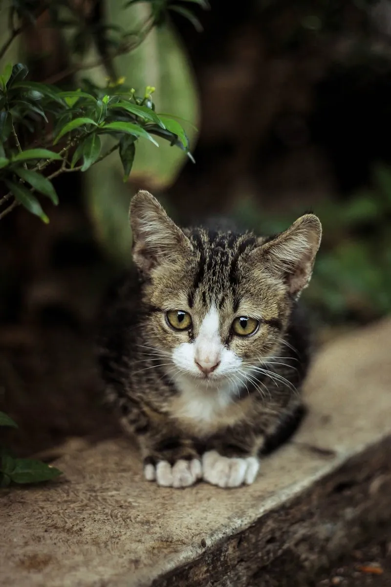 Gatinho resgatado dormindo no colo de voluntária