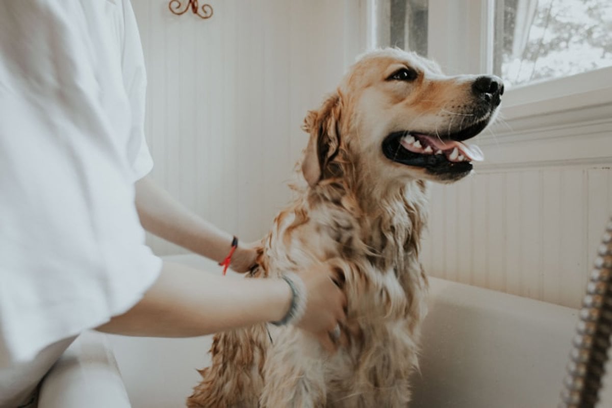 Jovens voluntários em feira de adoção com cães e gatos