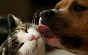 SPAB - Sociedade Protetora de Animais de Betim | ONG/Protetor de adoção e doação de cachorros e gatos