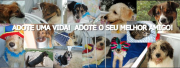 Grupo ADOÇÃO E DOAÇÕES DE ANIMAIS Fortaleza-CE | ONG/Protetor de adoção e doação de cachorros e gatos