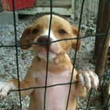 Canil São José Sc | ONG/Protetor de adoção e doação de cachorros e gatos