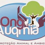  Auqmia - Proteção Animal e Ambiental | ONG/Protetor de adoção e doação de cachorros e gatos