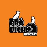 Pró Bicho Pelotas | ONG/Protetor de adoção e doação de cachorros e gatos