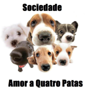 Sociedade Amor a Quatro Patas | ONG/Protetor de adoção e doação de cachorros e gatos
