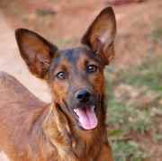 GAVAA  | ONG/Protetor de adoção e doação de cachorros e gatos