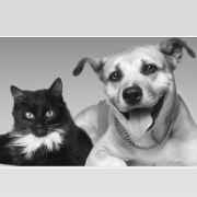 Animais de Guarulhos - Adoções e Dicas | ONG/Protetor de adoção e doação de cachorros e gatos
