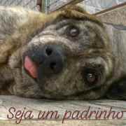 OSCIP Instituto Abrigo Chácara da Dolores | ONG/Protetor de adoção e doação de cachorros e gatos