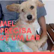 Adoção de Cães e Gatos em São Paulo,SP. | ONG/Protetor de adoção e doação de cachorros e gatos