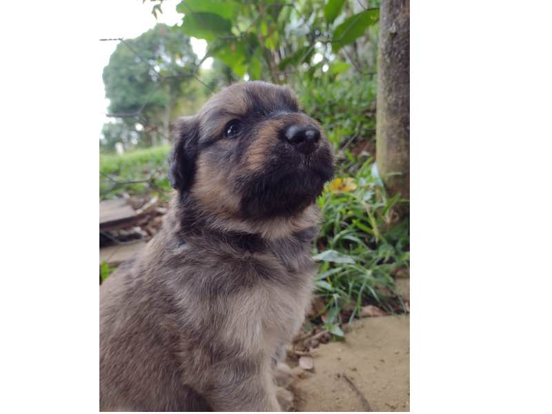 Thays  | ONG/Protetor de adoção e doação de cachorros e gatos