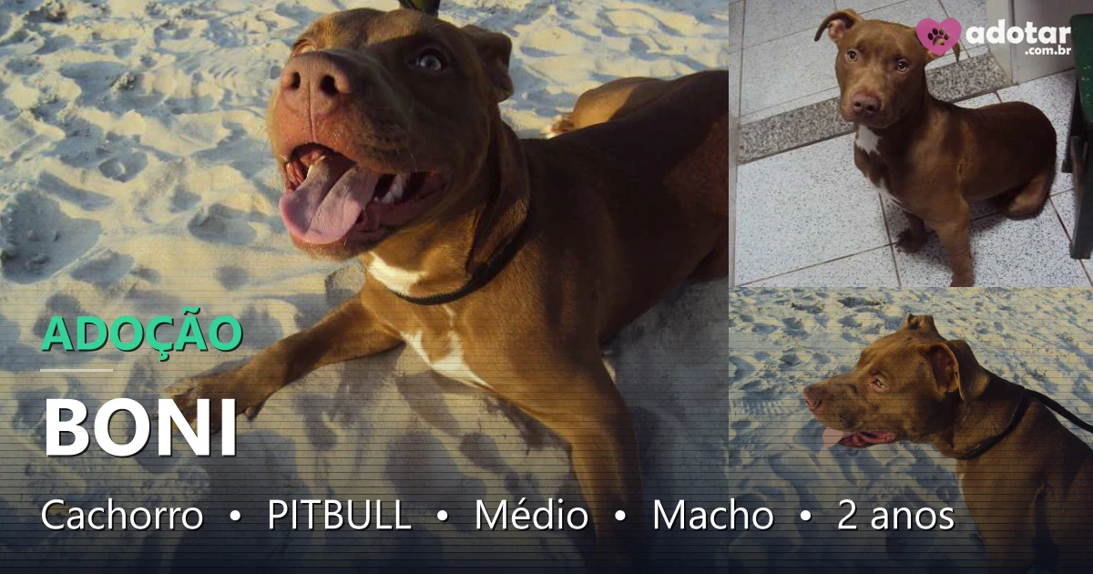 Doe o Boni: Pitbull gentil de 2 anos em São Vicente SP