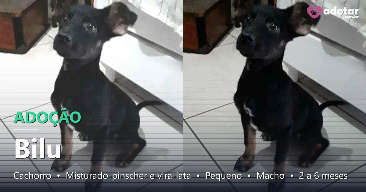 Bilu Ratal Paramit Bilu procura um lar afetuoso em Manaus - Adoção de cãozinho