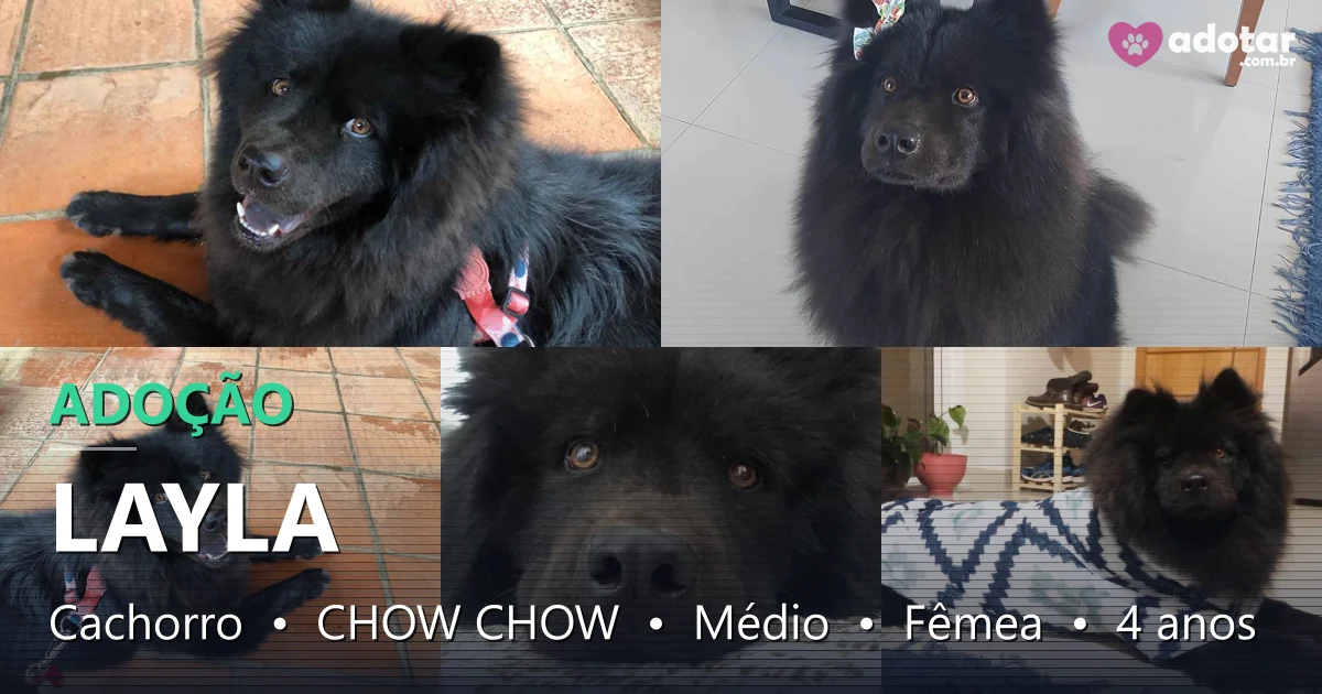 Adote Layla, Chow Chow fêmea amorosa de 4 anos em Londrina