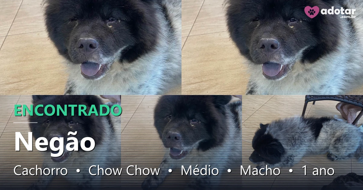 Chou Chou　0506 Cachorro Negão Encontrado em Caldas Novas - Chow Chow Dócil