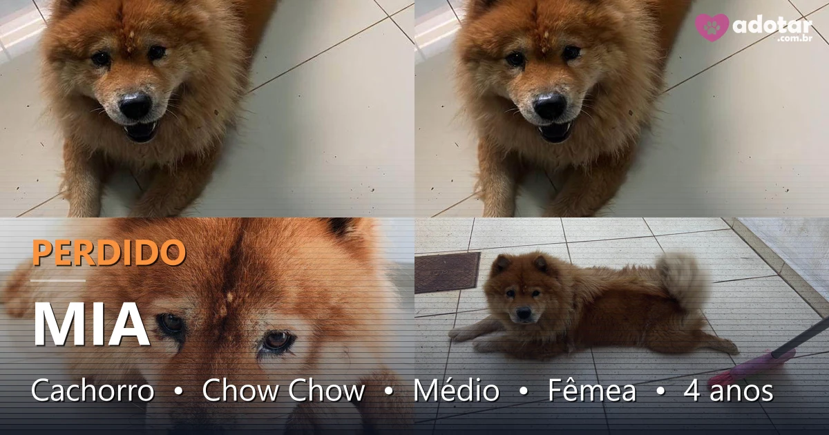 Mia Perdida: Chow Chow Fêmea 4 Anos Campo Grande MS