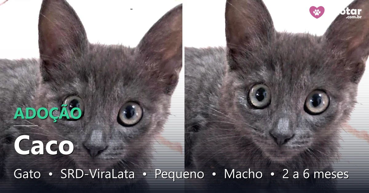 Adote Caco, o Gato Vira-Lata Fofo e Brincalhão em Brasília