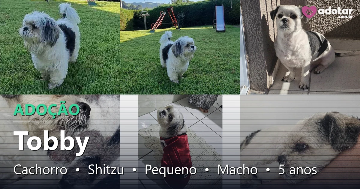 Adote Tobby, o Shitzu amoroso que busca um lar!