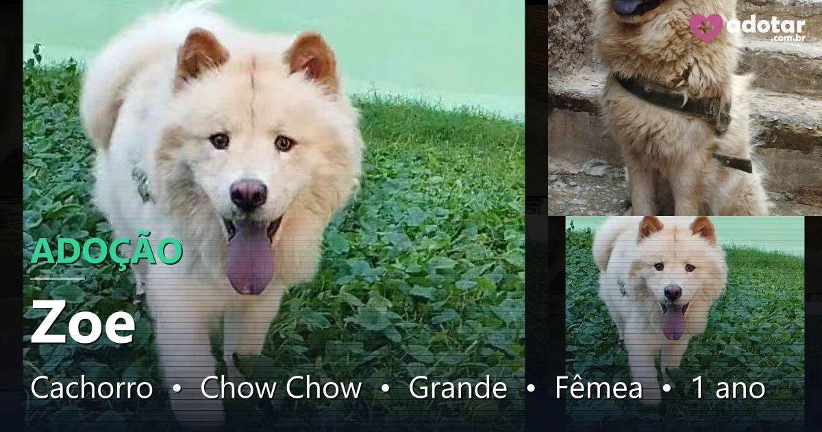Adoção da Zoe, Chow Chow fêmea de 1 ano, necessita de lar!