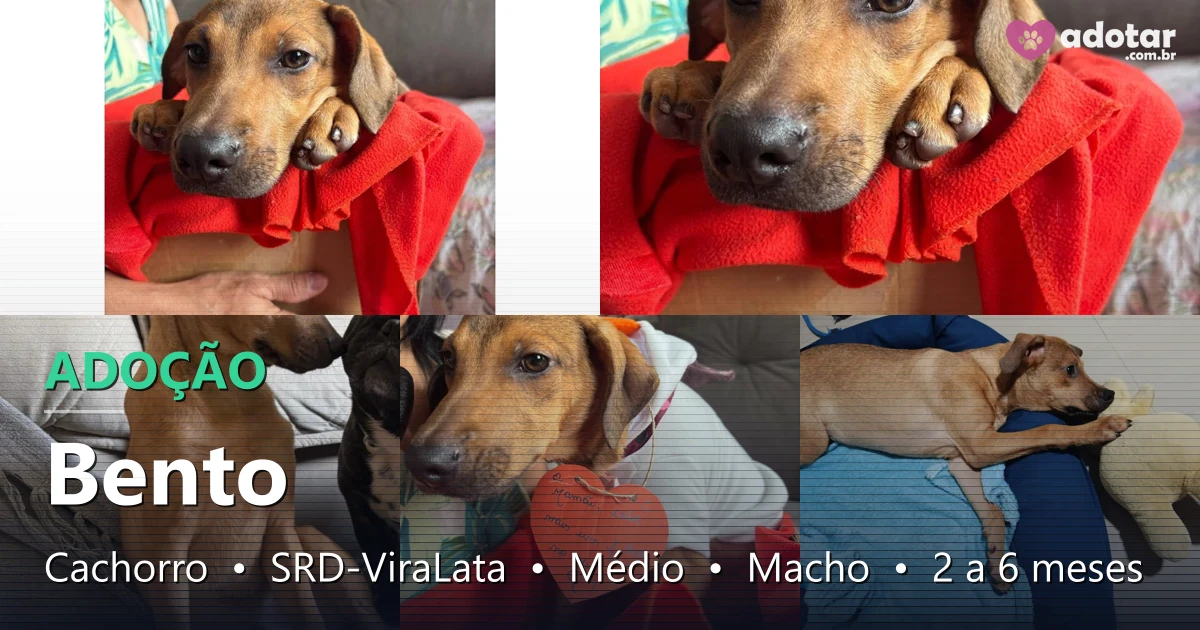 Adote Bento: Filhote SRD, 4 meses, Rio de Janeiro