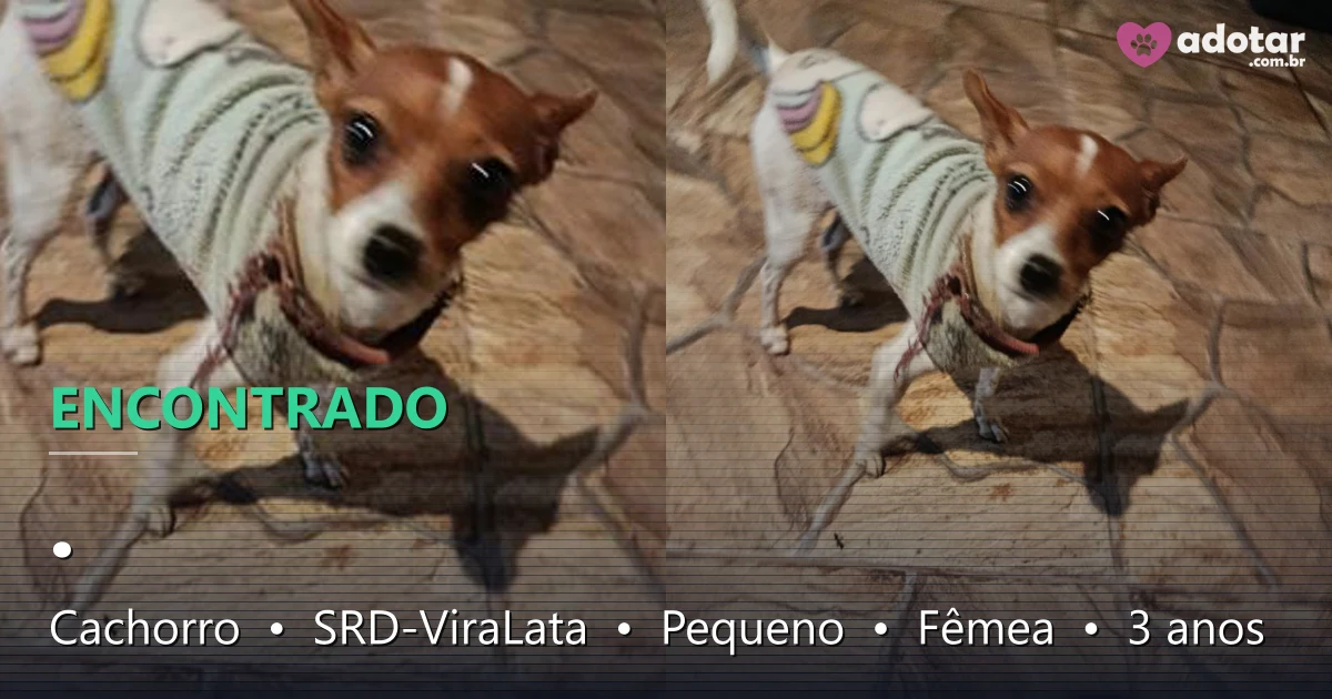 Cadela SRD encontrada em Quatro Barras - Ajude a reencontrar!
