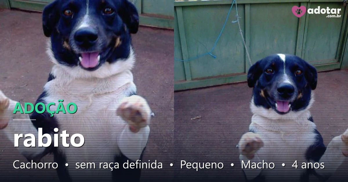 Rabito, cão adorável de 4 anos para adoção em São José do Rio