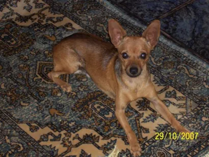 Cao PINCHER Pequeno 3-anos