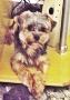 Cao  York Shire Terrier Pequeno 1-ano